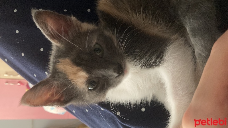 Tekir Kedi, Kedi  Latte fotoğrafı