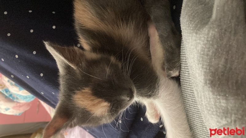 Tekir Kedi, Kedi  Latte fotoğrafı