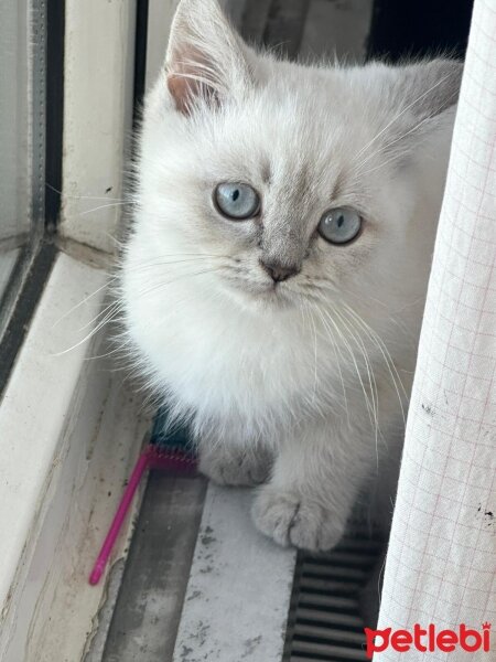 British Shorthair, Kedi  İSMİ YOK fotoğrafı