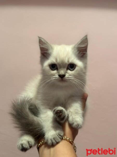 British Shorthair, Kedi  İSMİ YOK fotoğrafı