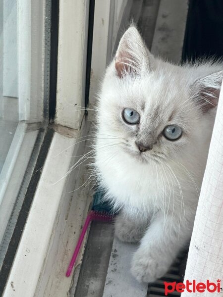 British Shorthair, Kedi  İSMİ YOK fotoğrafı