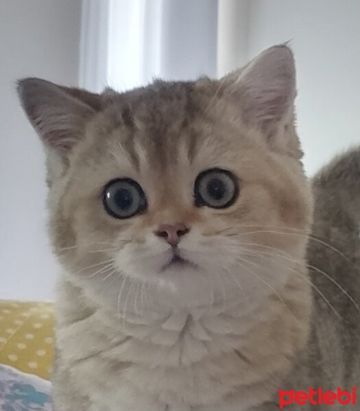 Scottish Fold, Kedi  PATİ fotoğrafı