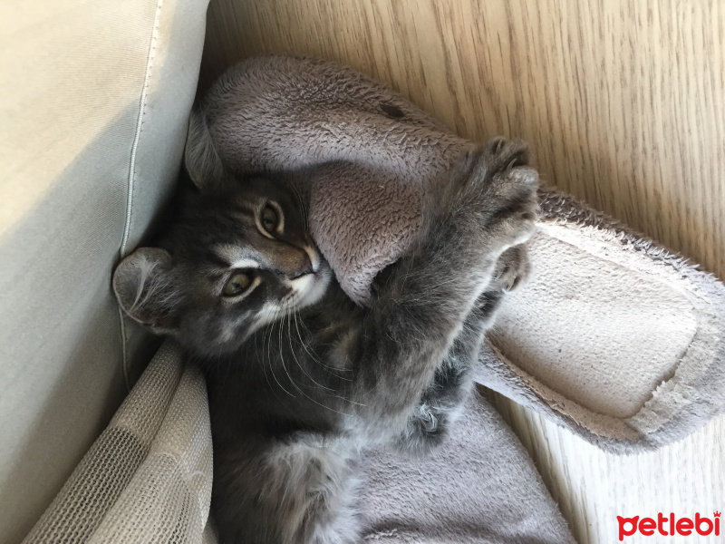 Tekir Kedi, Kedi  Feride fotoğrafı