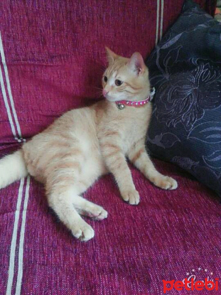 Soke, Kedi  Mia fotoğrafı