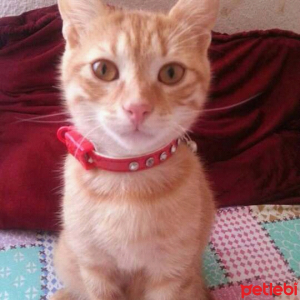Soke, Kedi  Mia fotoğrafı