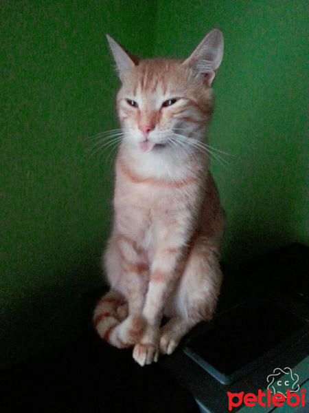 Soke, Kedi  Mia fotoğrafı