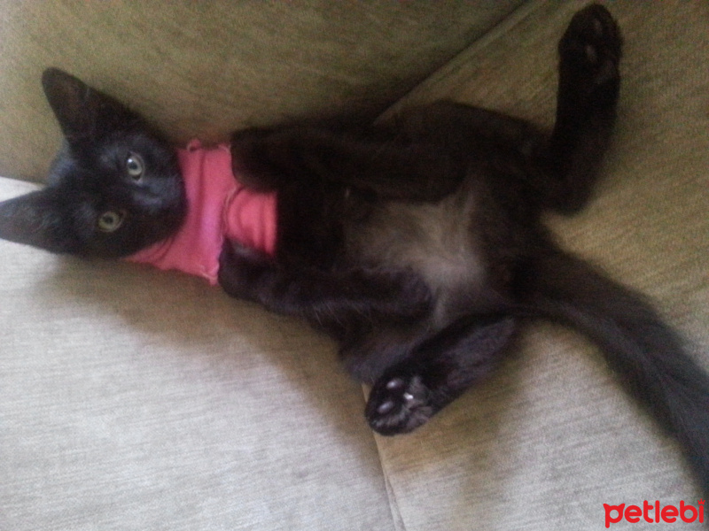 Soke, Kedi  Mia fotoğrafı