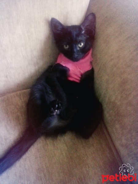 Soke, Kedi  Mia fotoğrafı