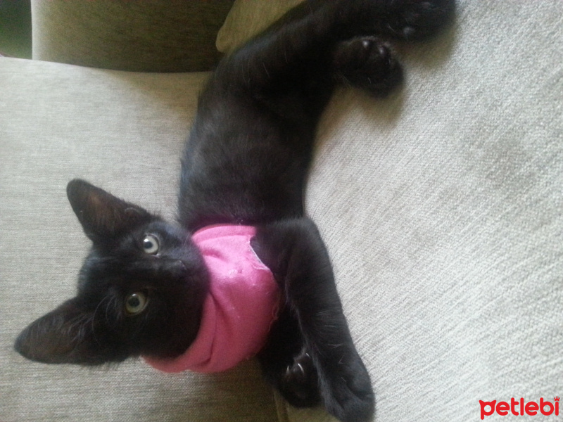 Soke, Kedi  Mia fotoğrafı