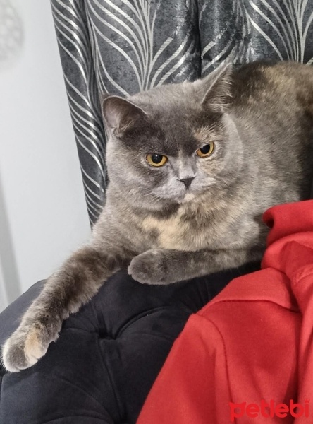 British Longhair, Kedi  Balım fotoğrafı