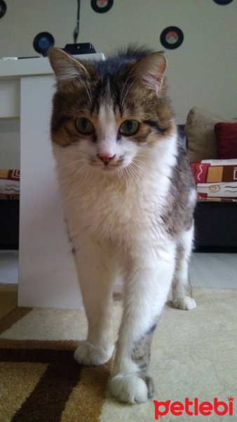 Tekir Kedi, Kedi  Duman fotoğrafı
