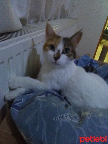 Tekir Kedi, Kedi  Şanslı fotoğrafı