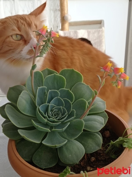 Tekir Kedi, Kedi  Yumak fotoğrafı