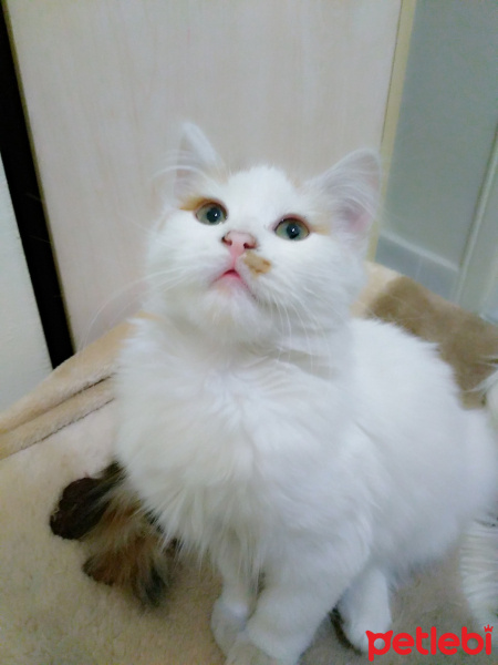 Tekir Kedi, Kedi  Mia fotoğrafı