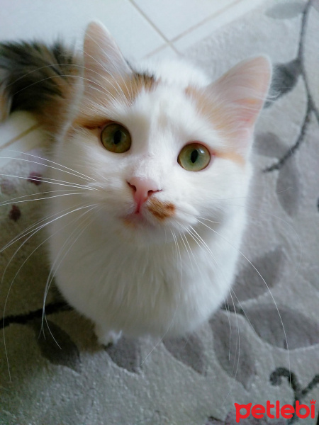 Tekir Kedi, Kedi  Mia fotoğrafı