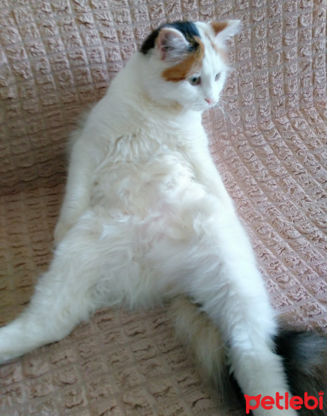 Tekir Kedi, Kedi  Mia fotoğrafı
