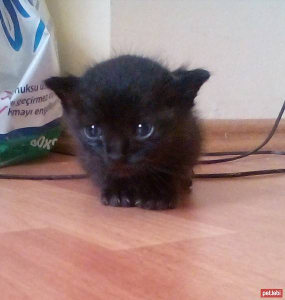 Tekir Kedi, Kedi  zeytin fotoğrafı