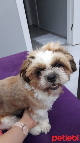 Shih Tzu, Köpek  Arya fotoğrafı