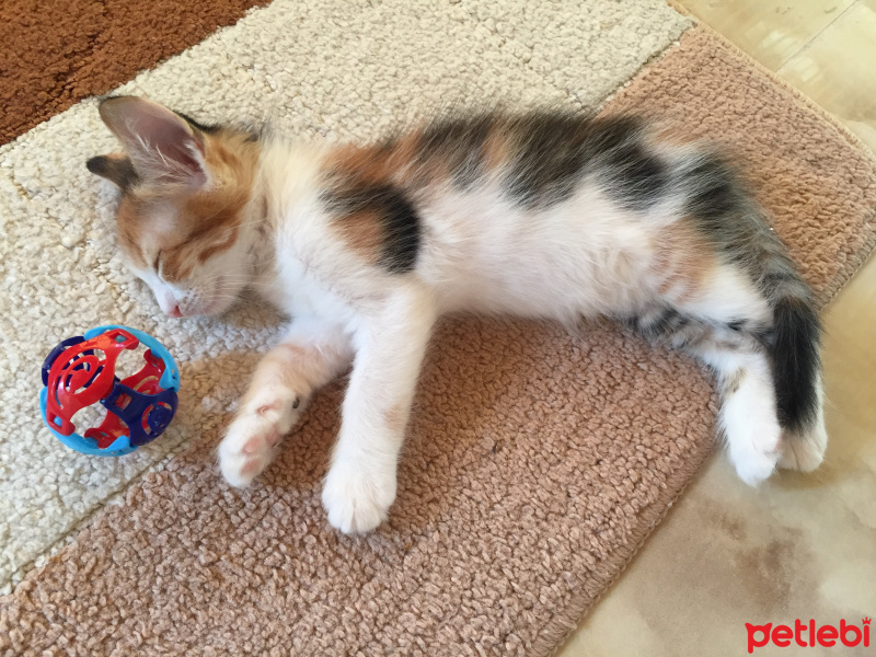 Tekir Kedi, Kedi  Badem fotoğrafı