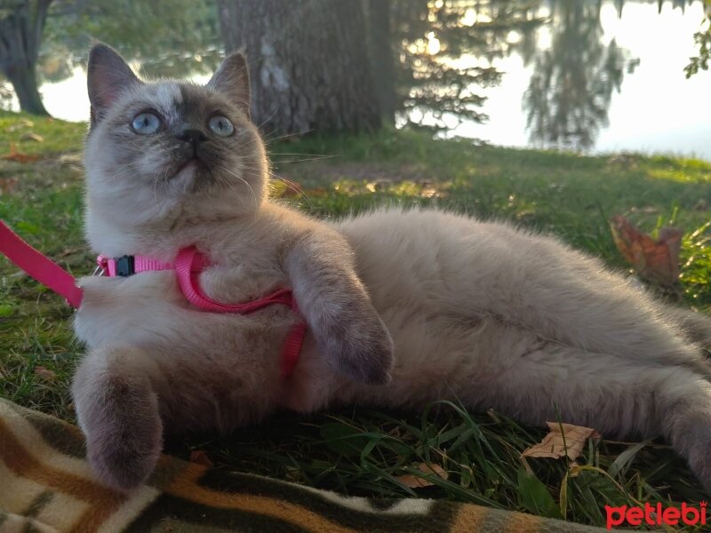 British Shorthair, Kedi  ASU fotoğrafı