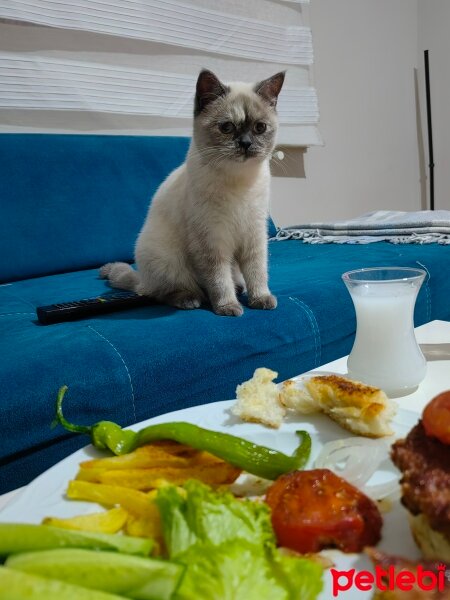 British Shorthair, Kedi  ASU fotoğrafı