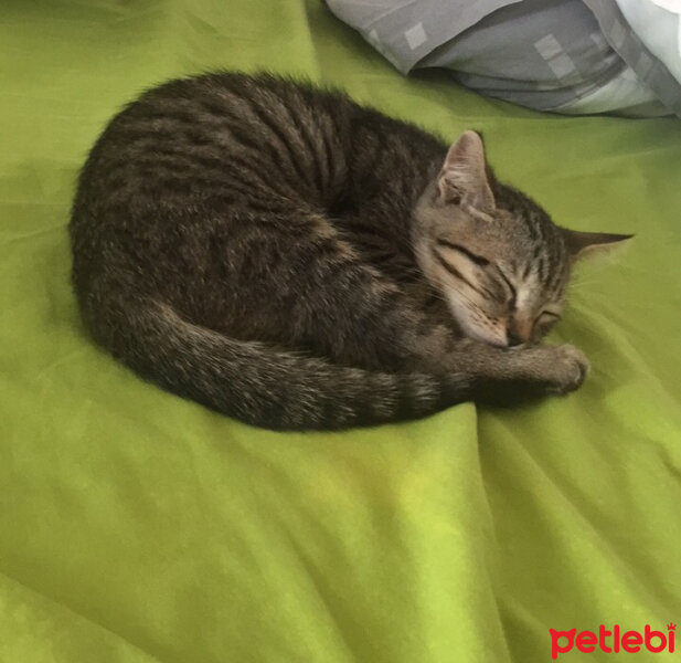 American Shorthair, Kedi  Mila fotoğrafı