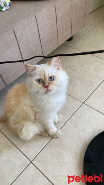 Siyam Kedisi, Kedi  Ayaz fotoğrafı