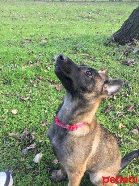 Belçika Malinois, Köpek  lucy fotoğrafı