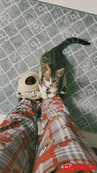 Tekir Kedi, Kedi  Mia fotoğrafı