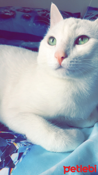 Tekir Kedi, Kedi  OSMAN fotoğrafı