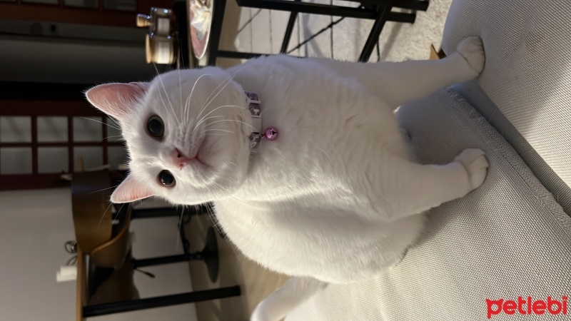 Ankara Kedisi, Kedi  LUNA fotoğrafı