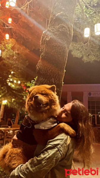 Chow Chow (çin Aslanı), Köpek  Gofret fotoğrafı