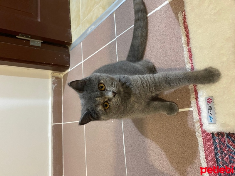 British Shorthair, Kedi  Balım fotoğrafı