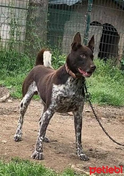 Türk Tazısı, Köpek  Zeyna fotoğrafı