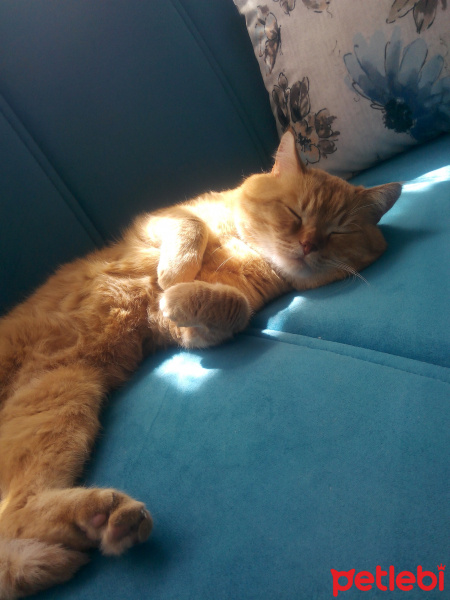 İran Kedisi (Persian), Kedi  badem fotoğrafı