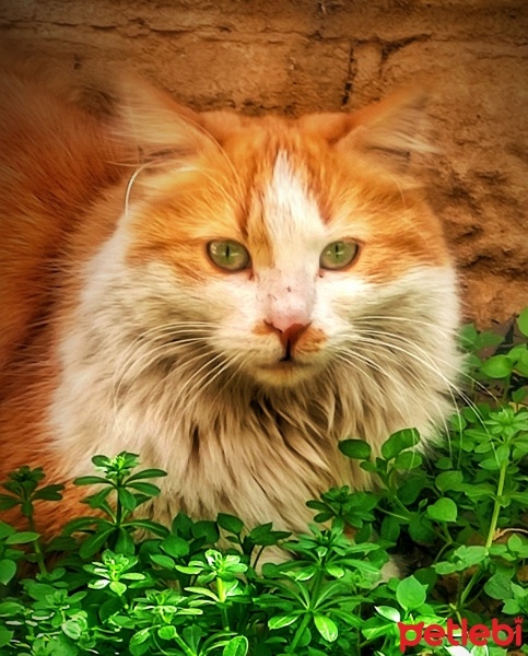 Norwegian Forest, Kedi  Prenses fotoğrafı