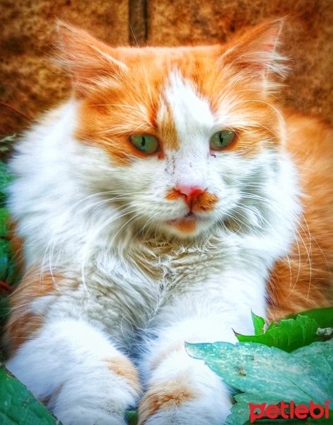 Norwegian Forest, Kedi  Prenses fotoğrafı