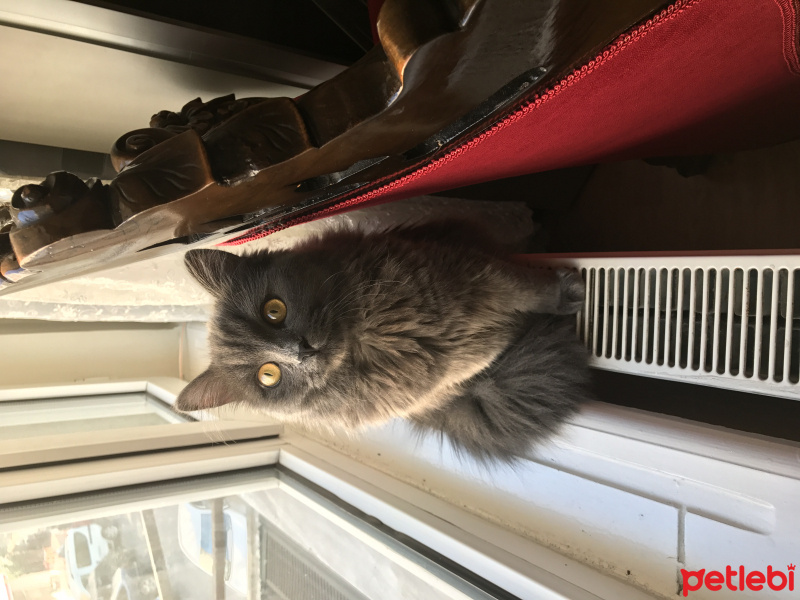 İran Kedisi (Persian), Kedi  Mia fotoğrafı