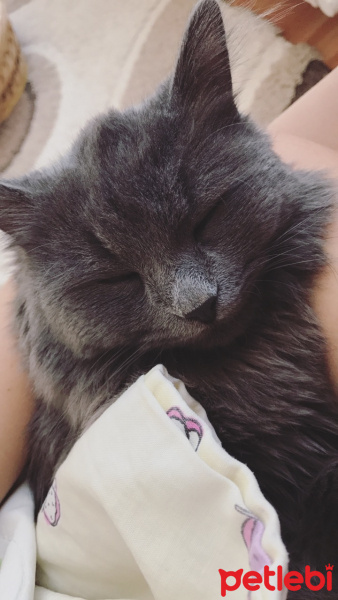 İran Kedisi (Persian), Kedi  Mia fotoğrafı