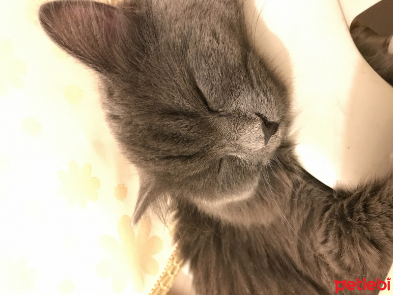 İran Kedisi (Persian), Kedi  Mia fotoğrafı