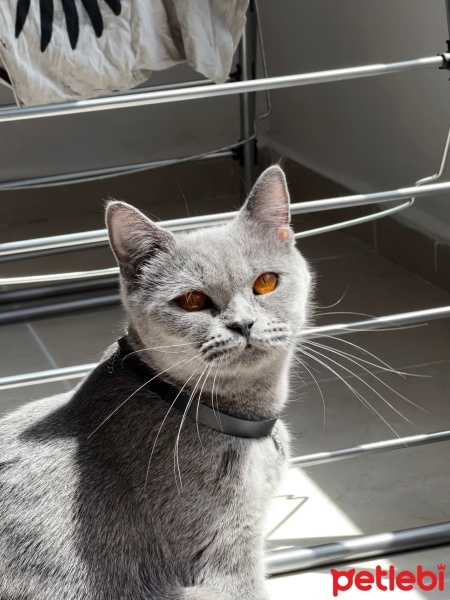 British Shorthair, Kedi  Şila fotoğrafı