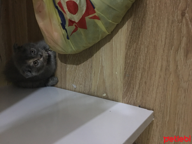 Scottish Fold, Kedi  Lena fotoğrafı