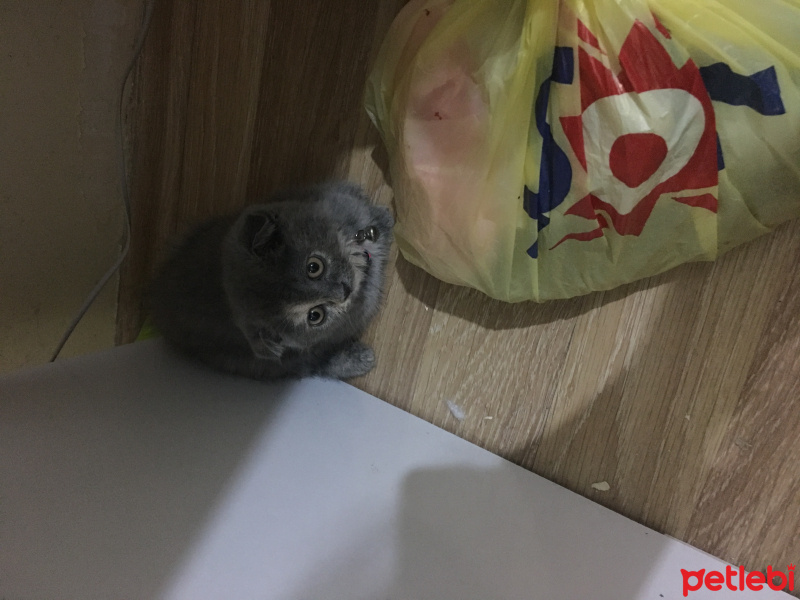 Scottish Fold, Kedi  Lena fotoğrafı