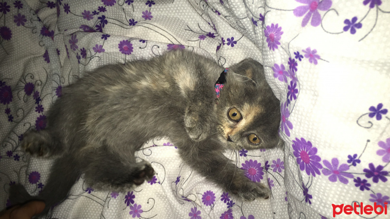 Scottish Fold, Kedi  Lena fotoğrafı