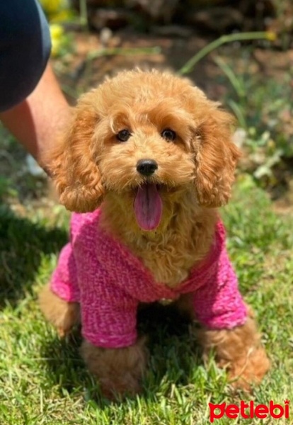 Poodle(Standart Kaniş), Köpek  Maya fotoğrafı