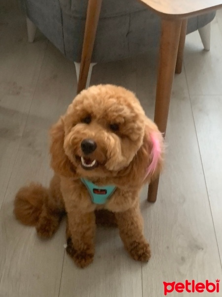 Poodle(Standart Kaniş), Köpek  Maya fotoğrafı