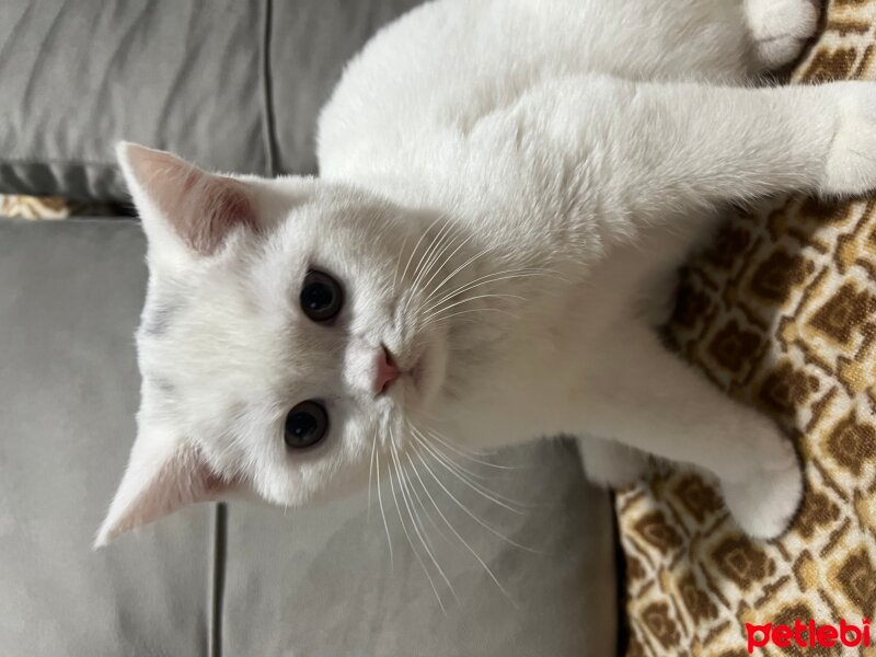 British Shorthair, Kedi  İsimsiz fotoğrafı