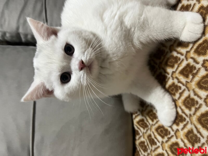 British Shorthair, Kedi  İsimsiz fotoğrafı