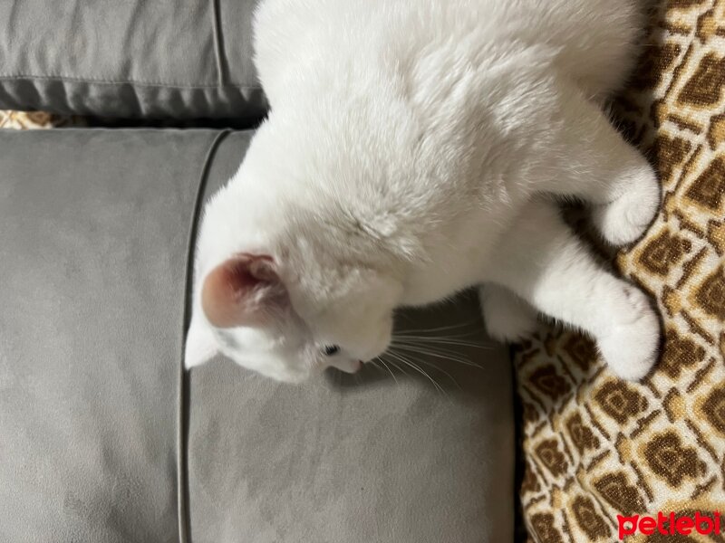 British Shorthair, Kedi  İsimsiz fotoğrafı