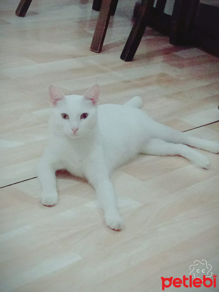 Ankara Kedisi, Kedi  Pati fotoğrafı